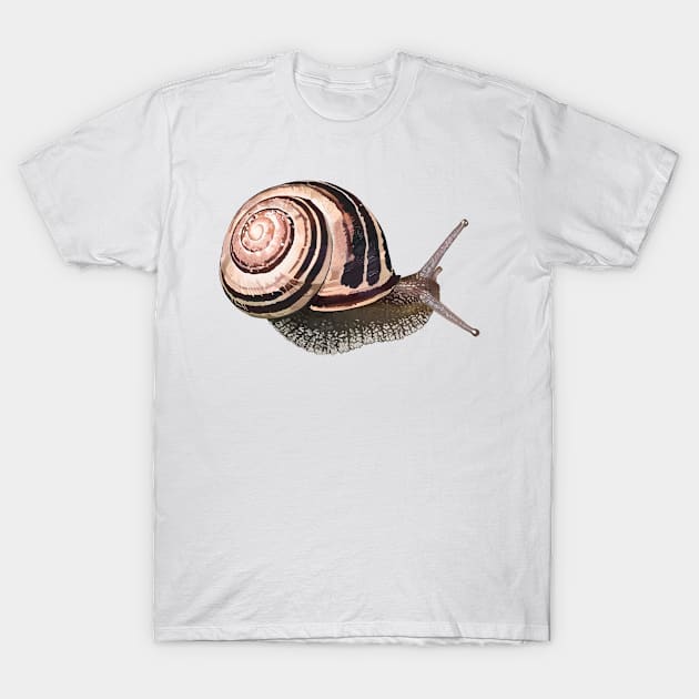 White-Lipped Snail / Cepaea hortensi T-Shirt by magicae